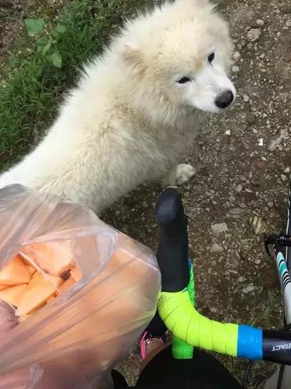 骑自行车同伴被狗咬,骑自行车被狗咬了怎么办