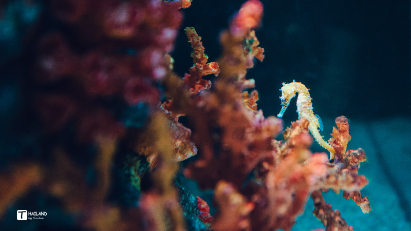 回忆那年在泰国踏浪看海,带你一起去泰国看海