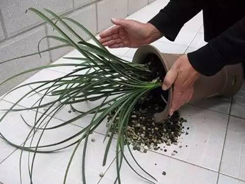 9月至12月什么花好看,9月适宜养的花