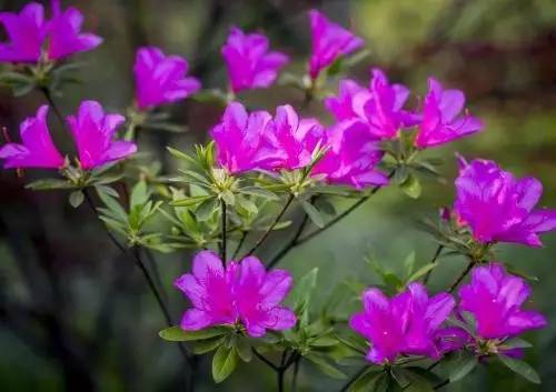 9月至12月什么花好看,9月适宜养的花