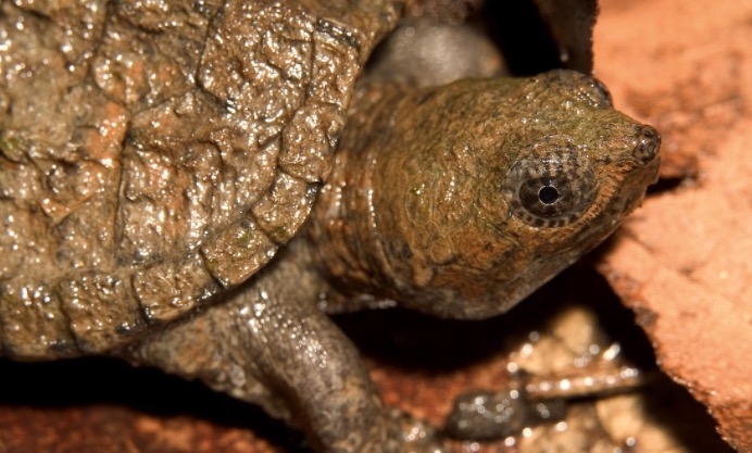 小鳄龟苗怎样养绿毛鳄龟,如何养好鳄龟让鳄龟更凶狠
