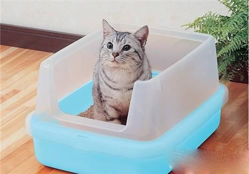 早早出家门踩到猫屎是什么预兆,在家踩到猫屎是好兆头么