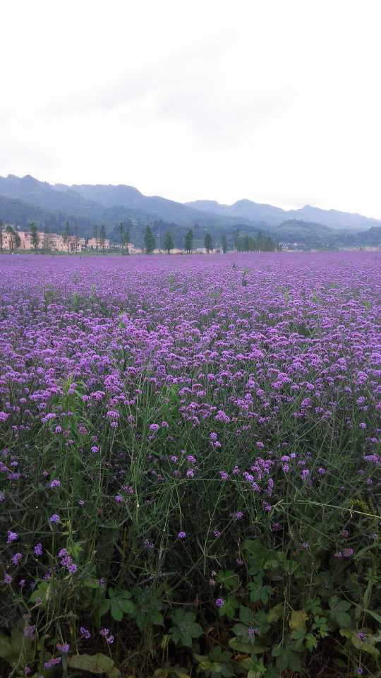 贵州金沙旅游项目,金沙县台金农业观光园