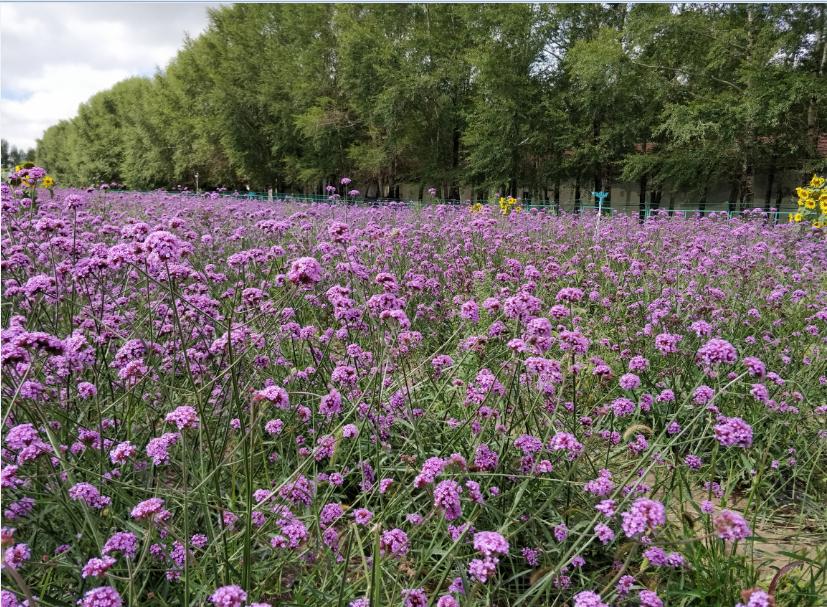 夏末自驾正当游!沽源天鹅湖游山玩水逛草原