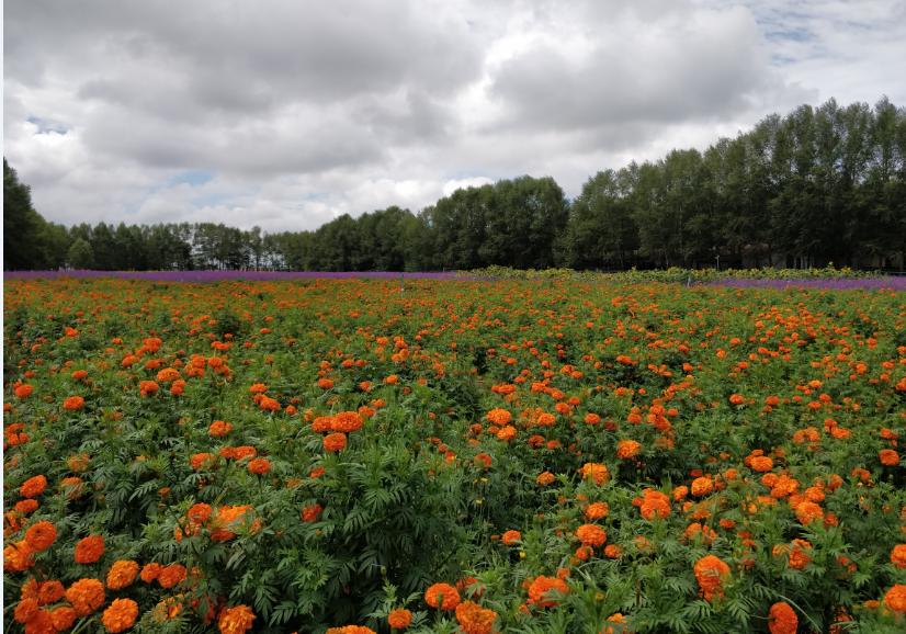 夏末自驾正当游!沽源天鹅湖游山玩水逛草原