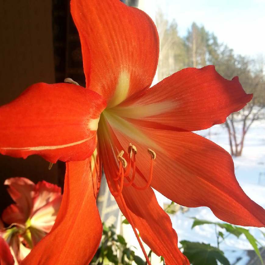 不养多肉种百合，犯二家庭玩转种球植物基本介绍！