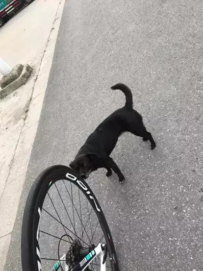 骑自行车同伴被狗咬,骑自行车被狗咬了怎么办