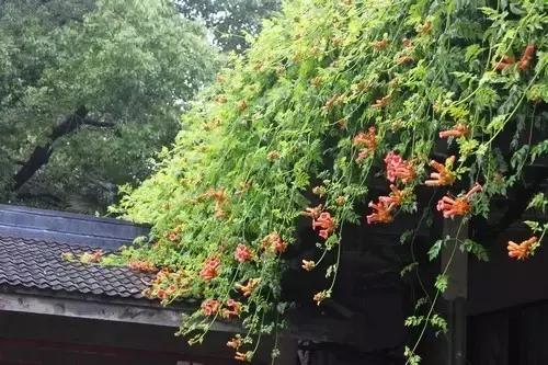 凌霄盆景如何养护,凌霄盆栽植物