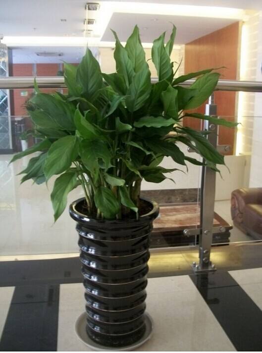 驱蚊虫蟑螂的植物有哪些,驱蟑螂可以养在家的植物