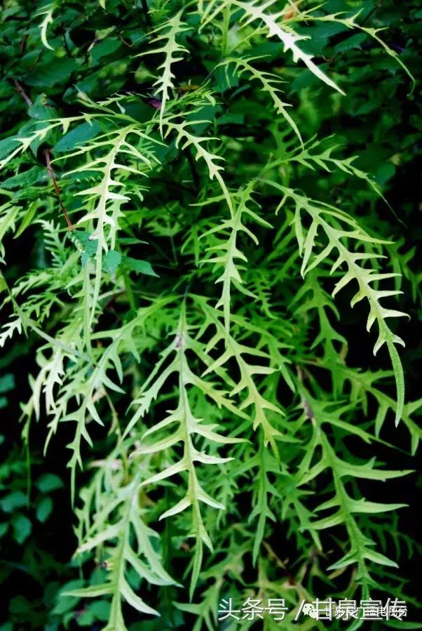 延安甘泉大峡谷桦树沟图片,甘泉雨岔大峡谷桦树沟玩多长时间