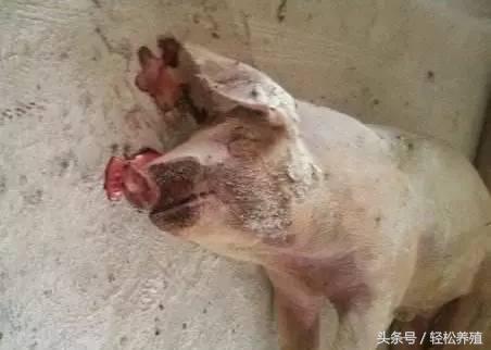 每种细菌性疾病都有一款特效药专克它，这篇文章讲全了