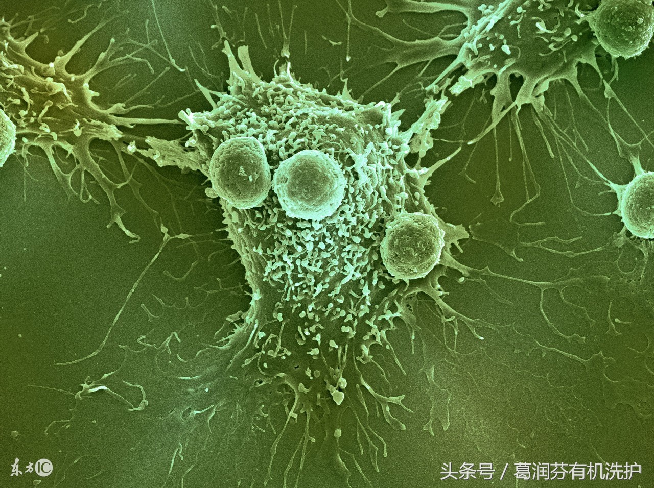 单方精油怎么使用效果最佳,玫瑰精油怎样使用效果最好