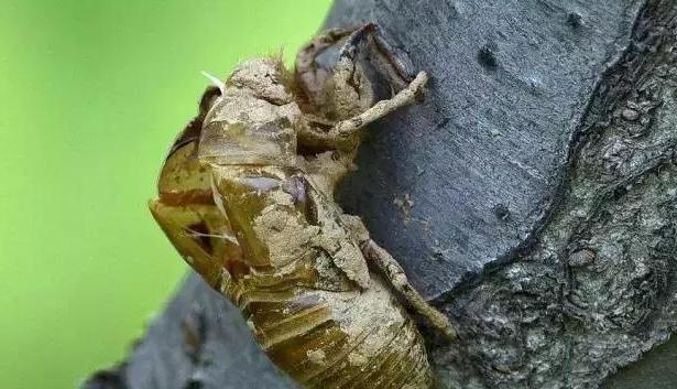 “特殊药物”治疗过敏性紫癜,功效显著