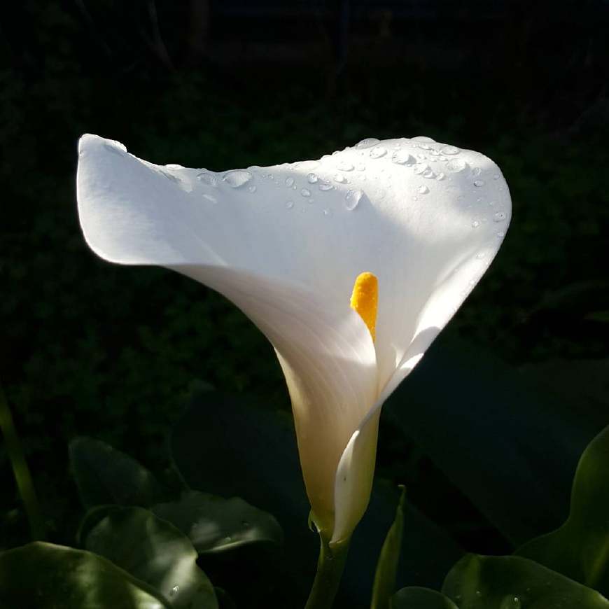 不养多肉种百合，犯二家庭玩转种球植物基本介绍！