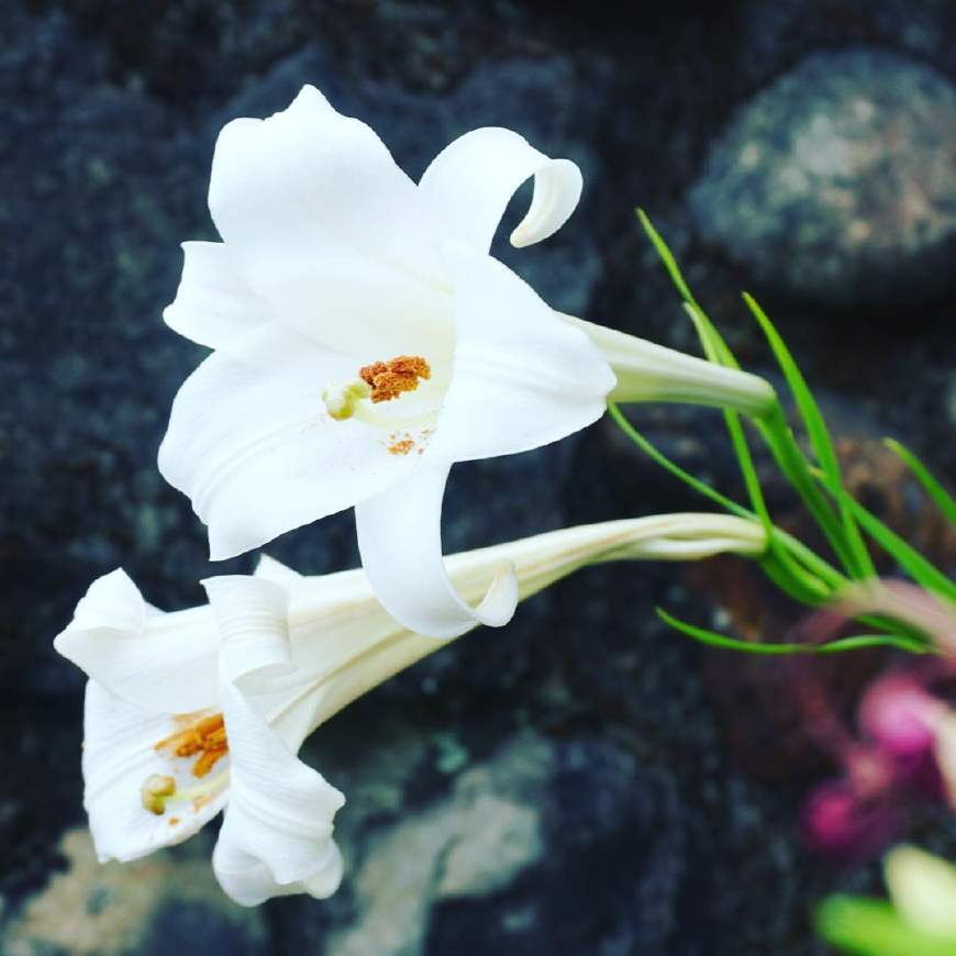 不养多肉种百合，犯二家庭玩转种球植物基本介绍！