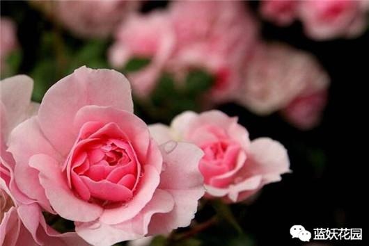 花给太阳晒伤了怎么办,被太阳晒时的花该怎么拯救回来