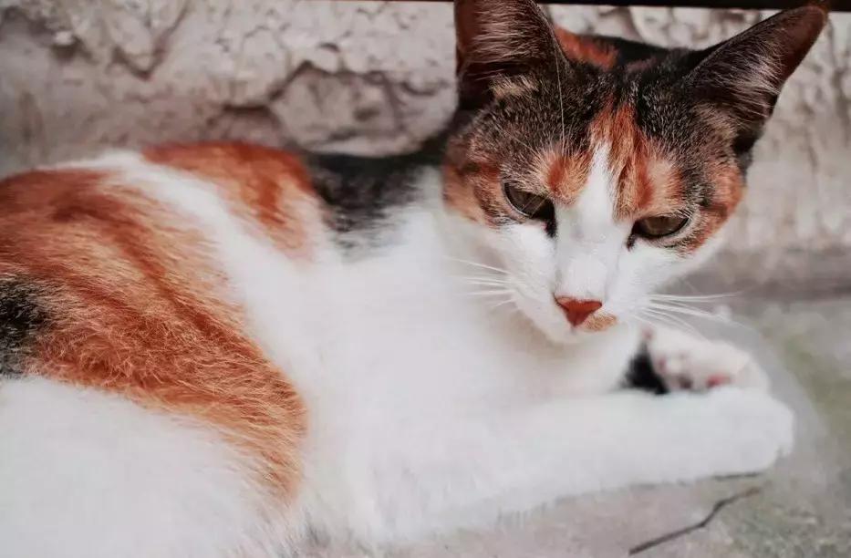 100张上海解放前照片,10张照片还原现实