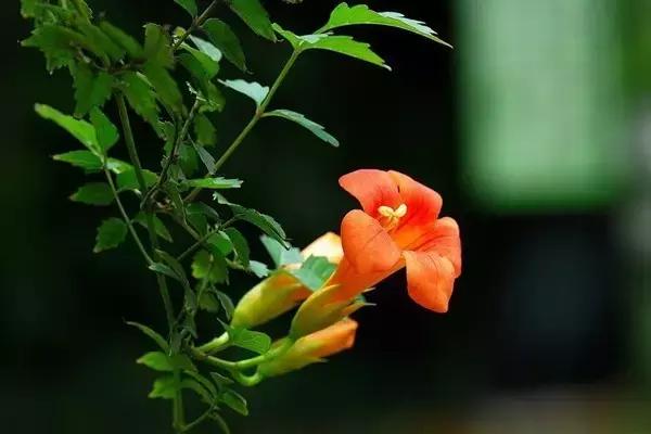 凌霄盆景如何养护,凌霄盆栽植物