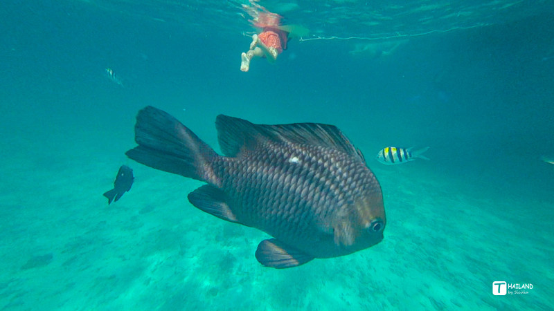 回忆那年在泰国踏浪看海,带你一起去泰国看海