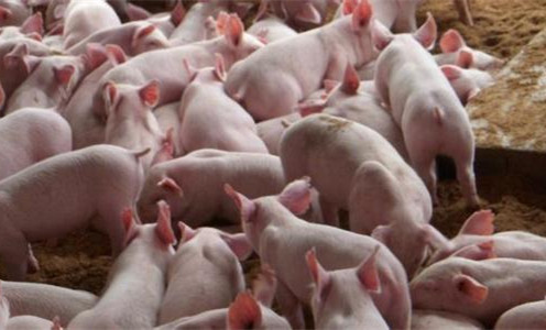 不要小瞧清凉油，治疗猪病作用大！