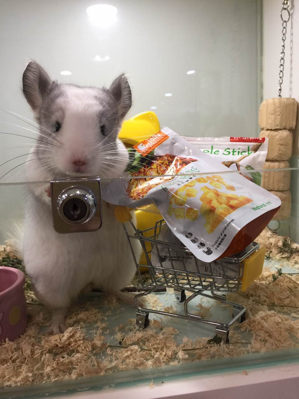 宠物龙猫原视频,宠物龙猫百科知识视频