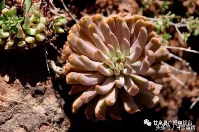 延安甘泉大峡谷桦树沟图片,甘泉雨岔大峡谷桦树沟玩多长时间