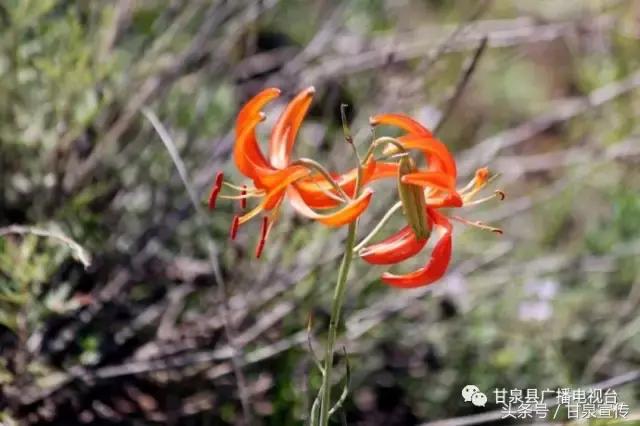延安甘泉大峡谷桦树沟图片,甘泉雨岔大峡谷桦树沟玩多长时间