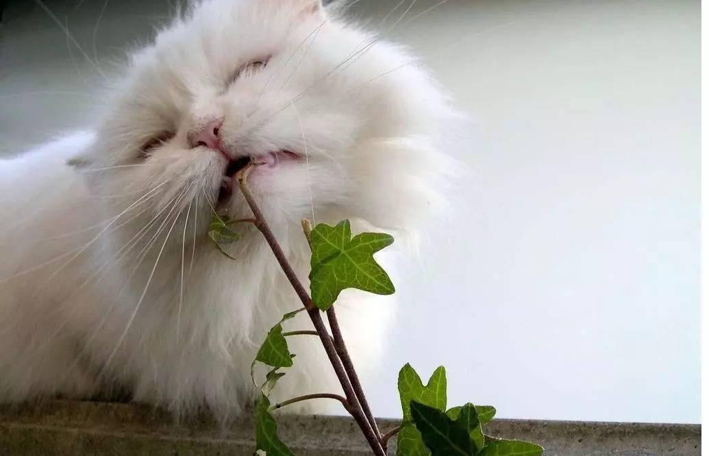 猫咪出现的这些情况，你知道该怎么办嘛？