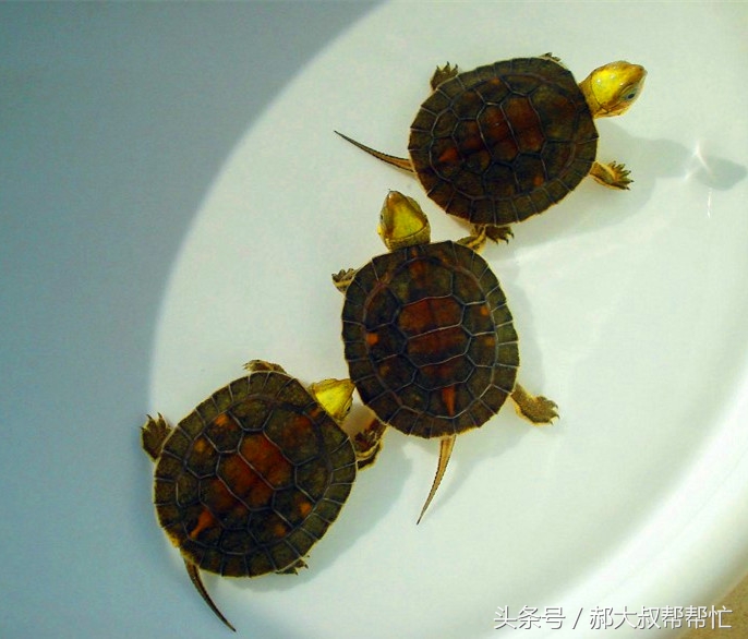 小乌龟的科普文章,小龟科普