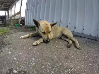 骑自行车同伴被狗咬,骑自行车被狗咬了怎么办