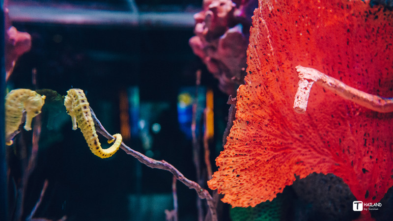 回忆那年在泰国踏浪看海,带你一起去泰国看海