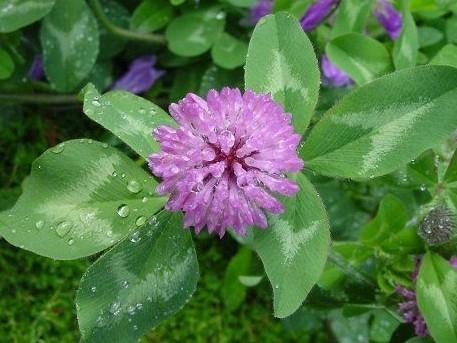 送你一朵小红花彩蛋,送你一朵小红花杨坤版