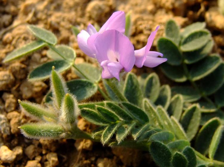送你一朵小红花彩蛋,送你一朵小红花杨坤版