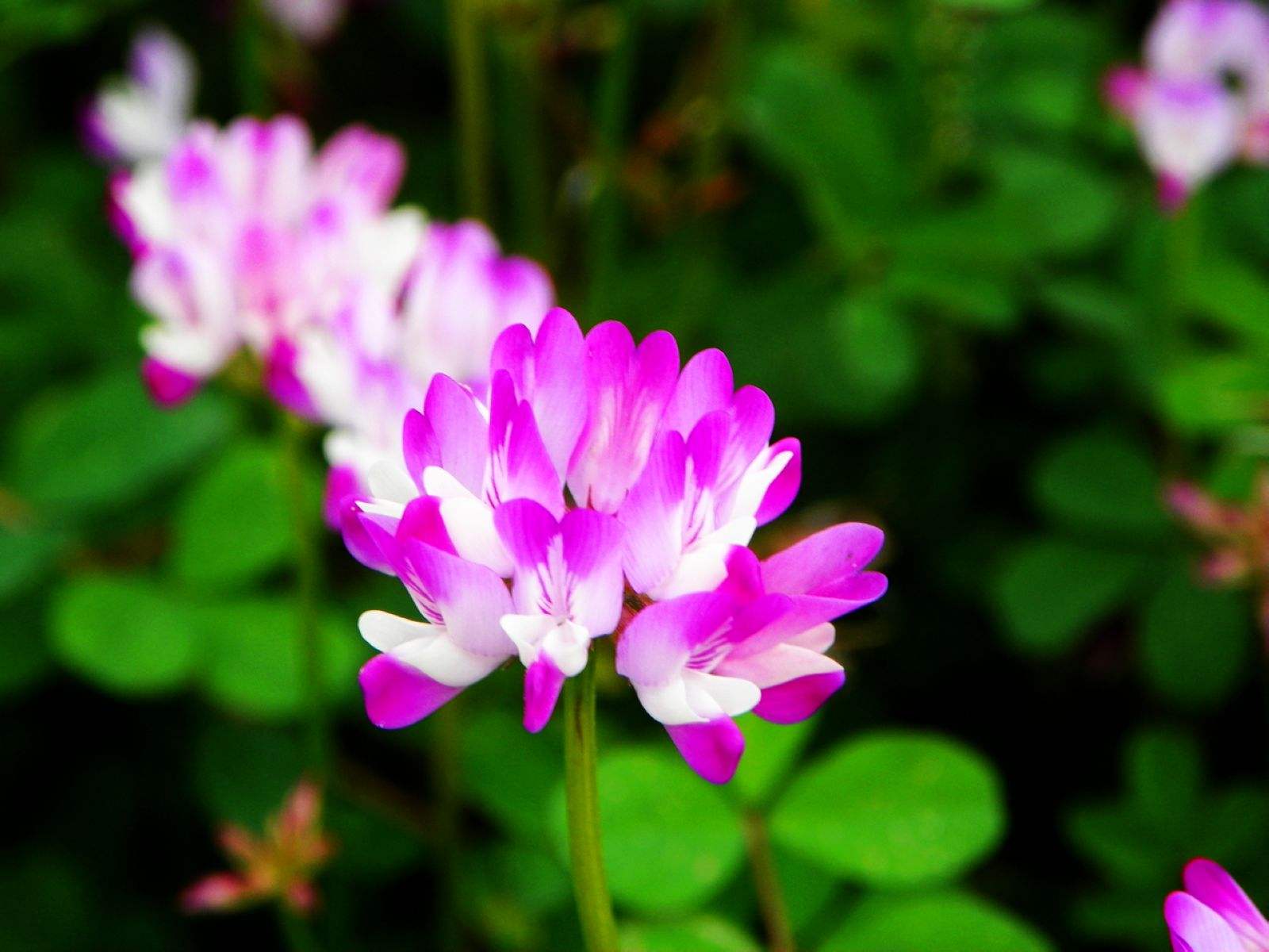 送你一朵小红花彩蛋,送你一朵小红花杨坤版