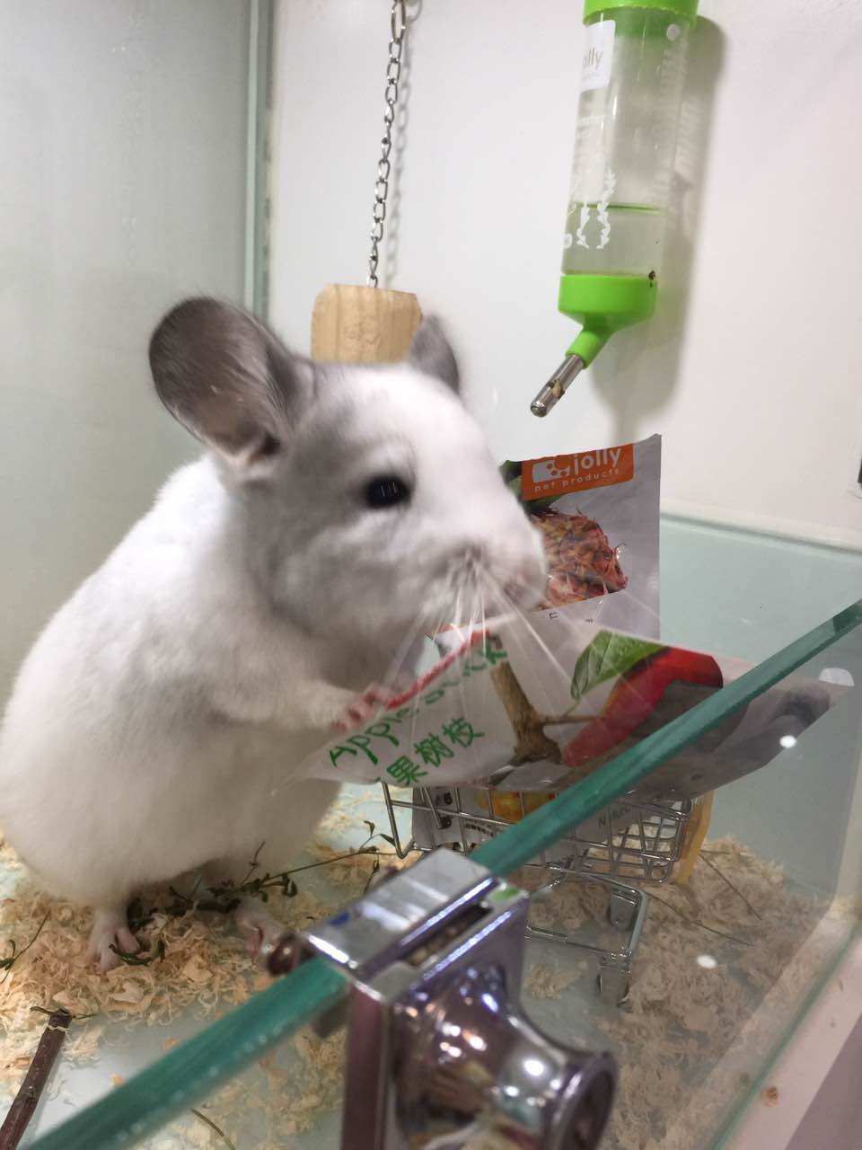 宠物龙猫原视频,宠物龙猫百科知识视频