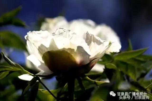 延安甘泉大峡谷桦树沟图片,甘泉雨岔大峡谷桦树沟玩多长时间