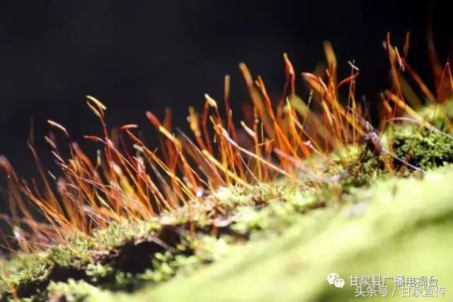 延安甘泉大峡谷桦树沟图片,甘泉雨岔大峡谷桦树沟玩多长时间