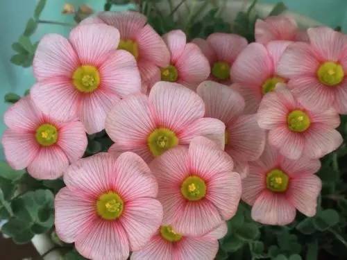 9月至12月什么花好看,9月适宜养的花