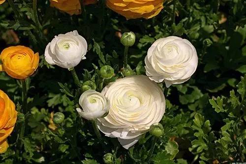 9月至12月什么花好看,9月适宜养的花