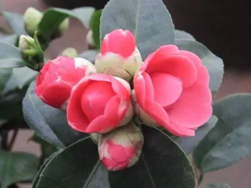 9月至12月什么花好看,9月适宜养的花