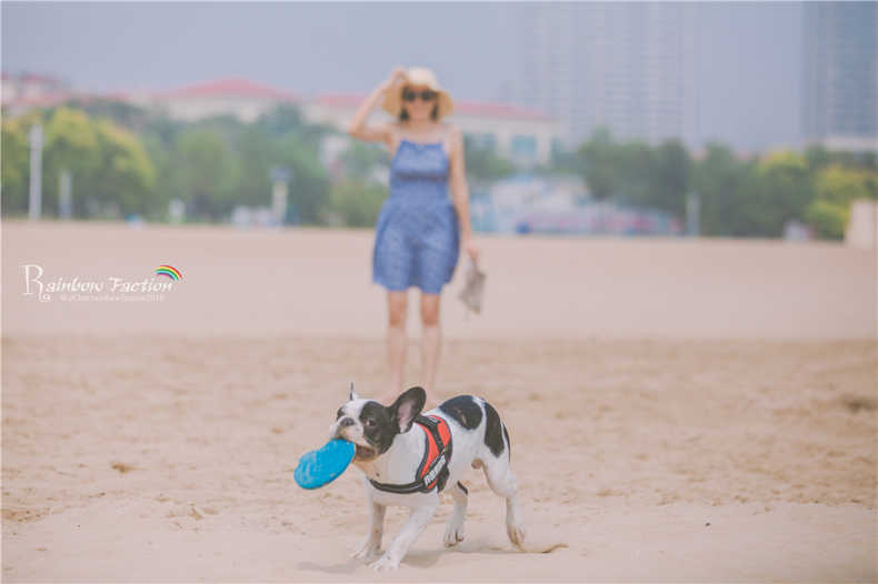 带着狗狗去旅行秦皇岛,带着狗狗旅居