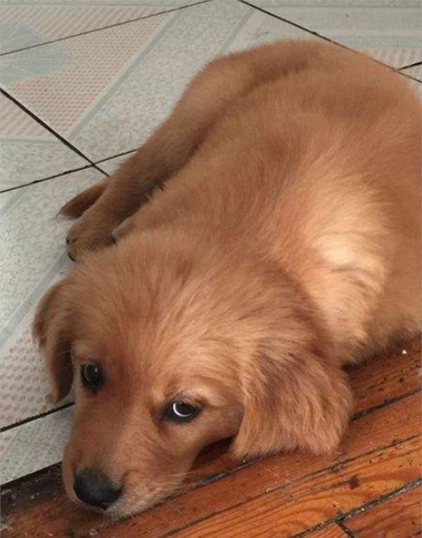 金毛成长要注意什么,金毛成长记日常调皮