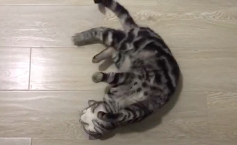 铲屎官你们都怎么养喵？你以为最好养几只喵？