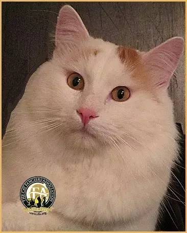 土耳其梵猫图片大全,土耳其梵猫蓝眼睛