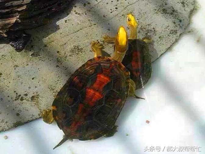 小乌龟的科普文章,小龟科普