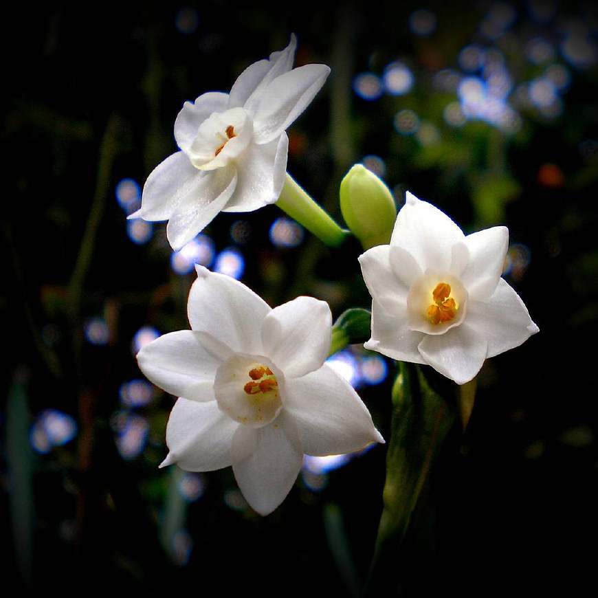 不养多肉种百合，犯二家庭玩转种球植物基本介绍！