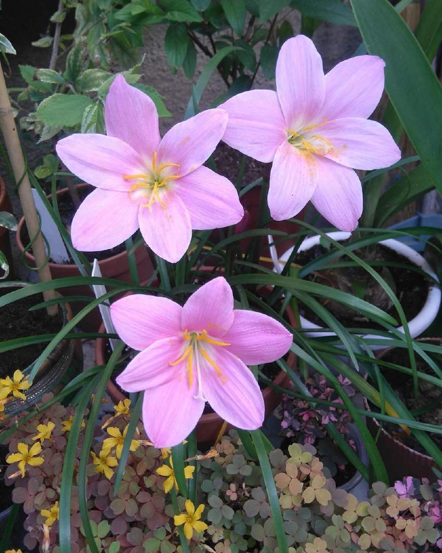 不养多肉种百合，犯二家庭玩转种球植物基本介绍！