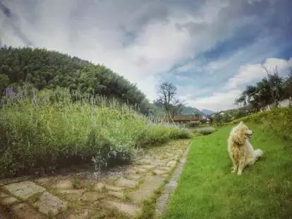 骑自行车同伴被狗咬,骑自行车被狗咬了怎么办