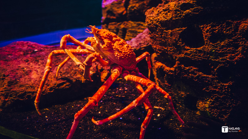 回忆那年在泰国踏浪看海,带你一起去泰国看海