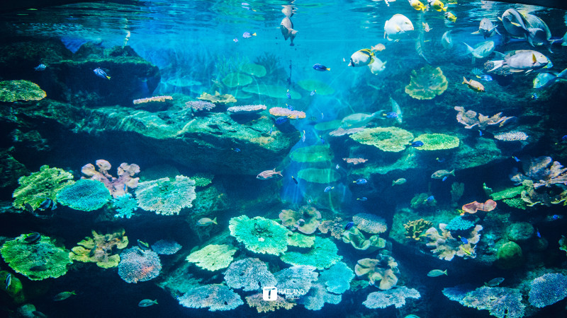 回忆那年在泰国踏浪看海,带你一起去泰国看海